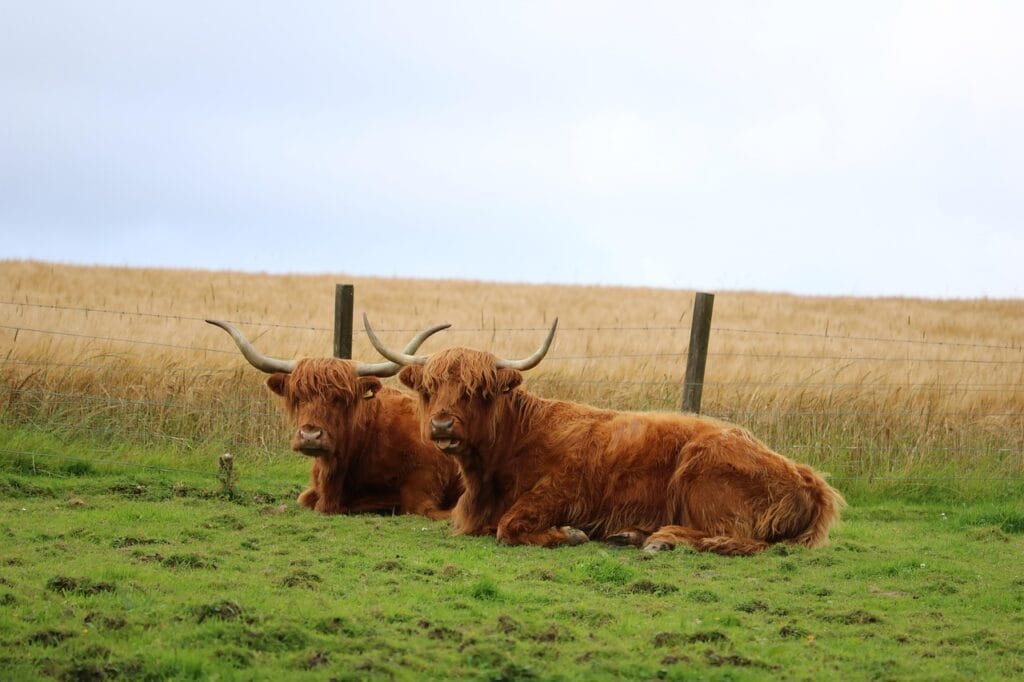 2 pet highland cows in a field being social