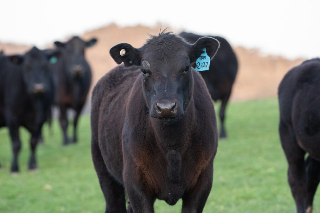 Angus cow