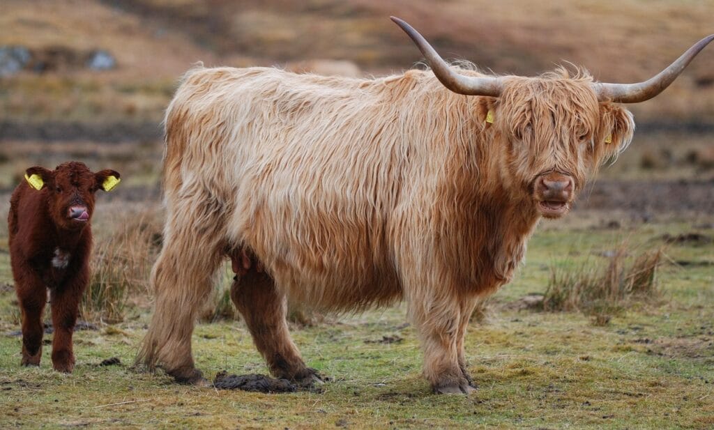 Highland cow calf