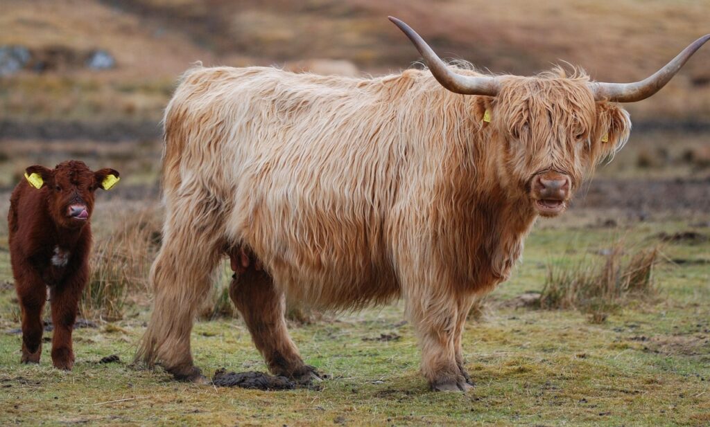 A Highland cow with her calf in the fields