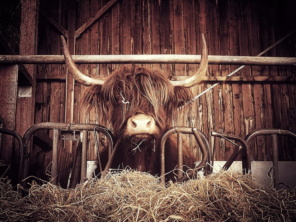 Highland cow in a barn