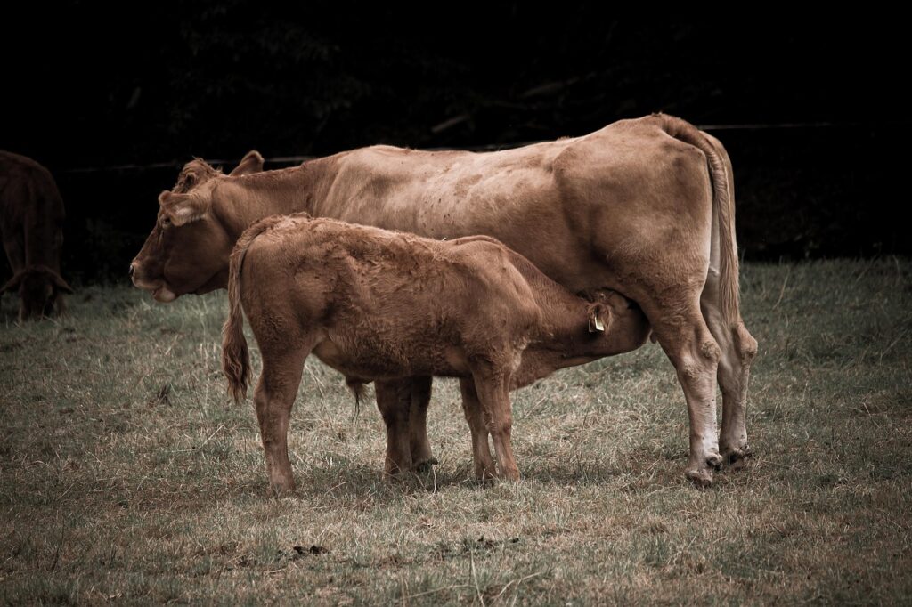 Highland cow with her calf at night
