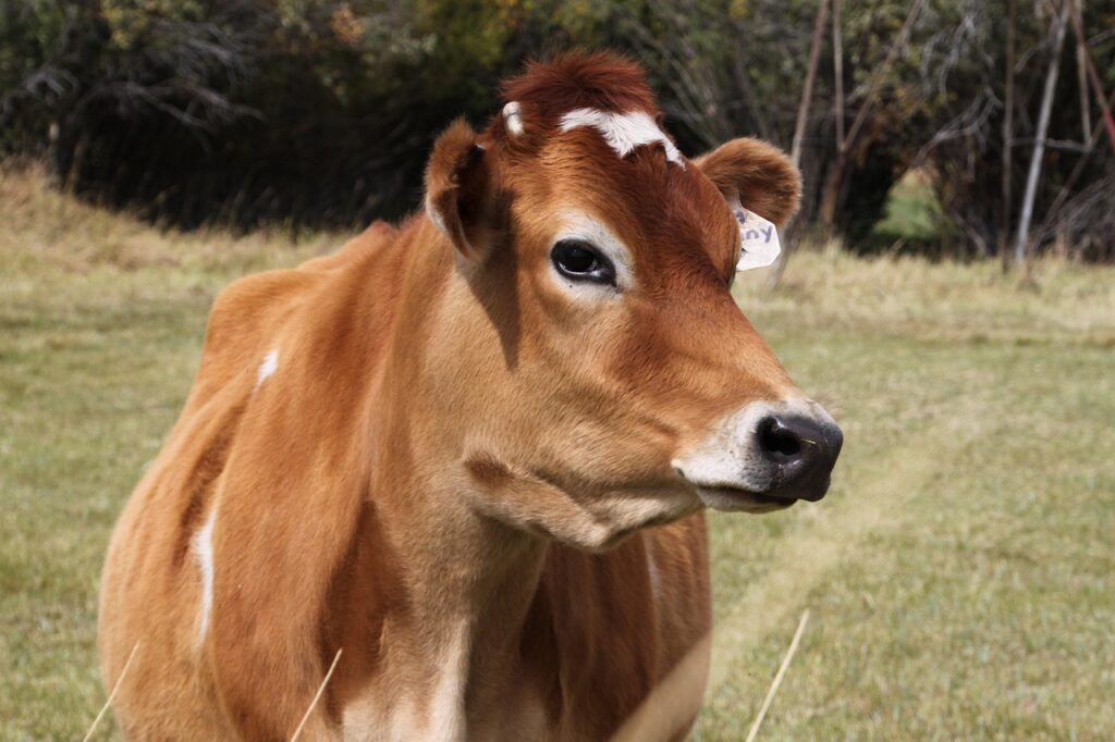 Jersey cow