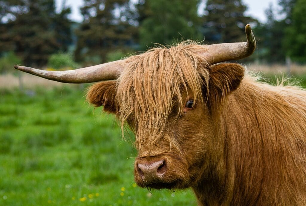 a fluffy highland cow looking at the camera