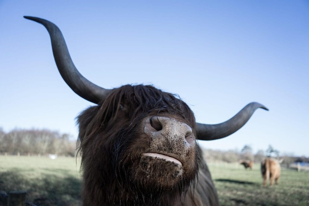 black highland cow different colours