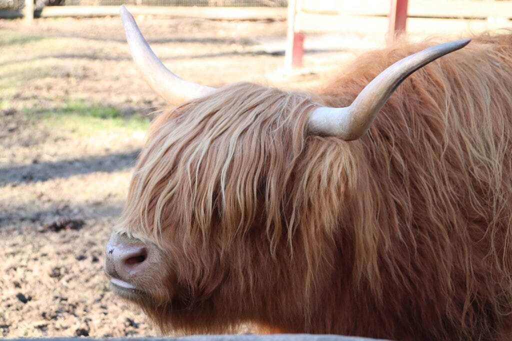 close up of an older highland cow