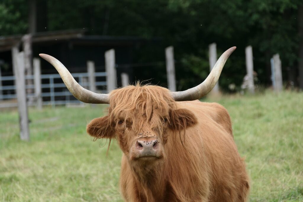 A calm and patient highland cow