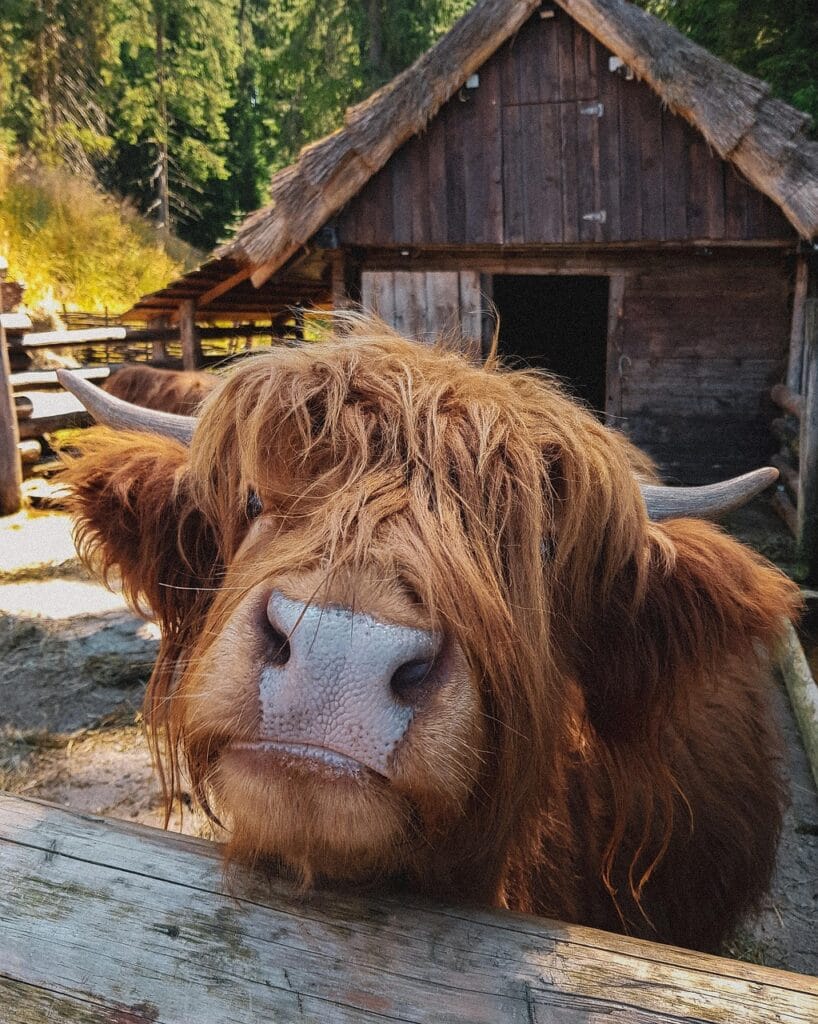friendly highland cow