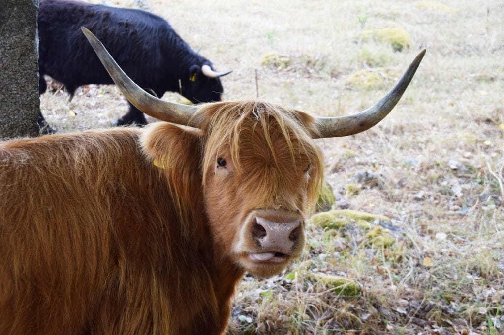 friendly scottish highland cow