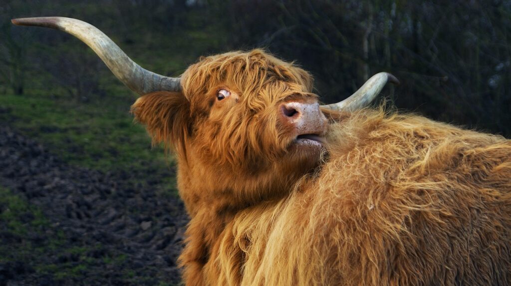 funny highland cow licking and looking at camera