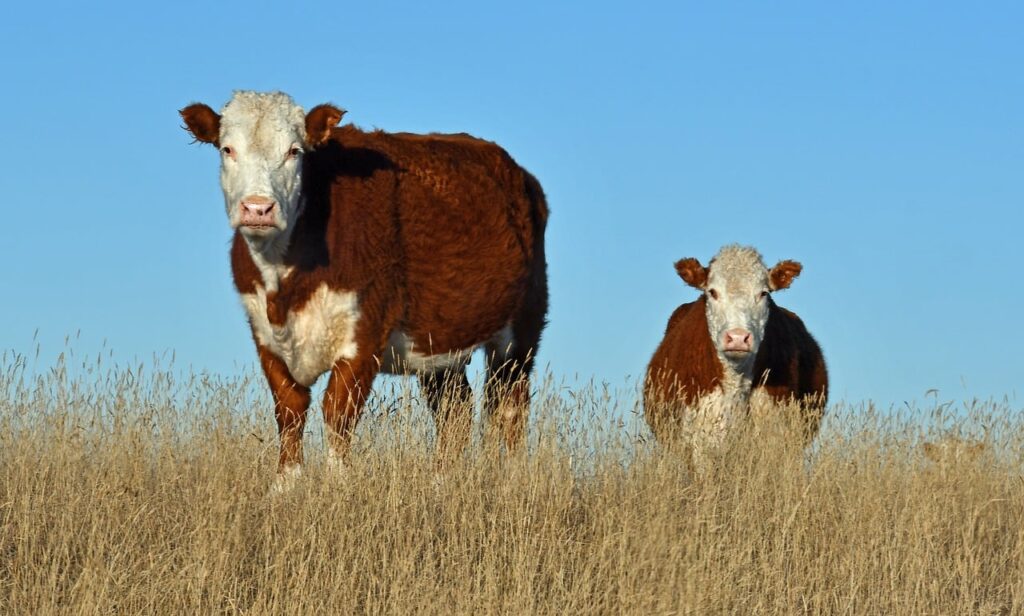 hereford cow vs highland cows