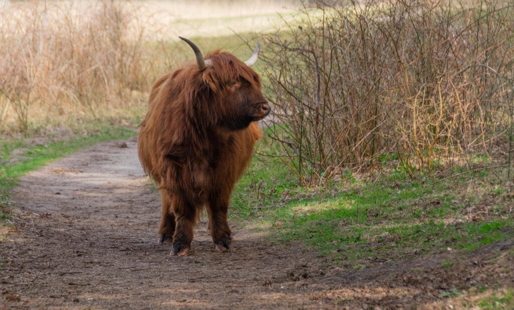 highland cow bull
