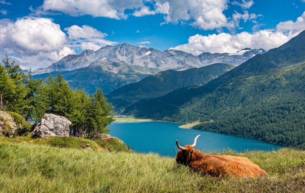 Scottish Culture Highland Cow looking at loch