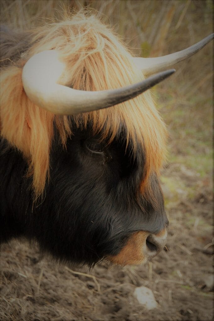 highland cow calf