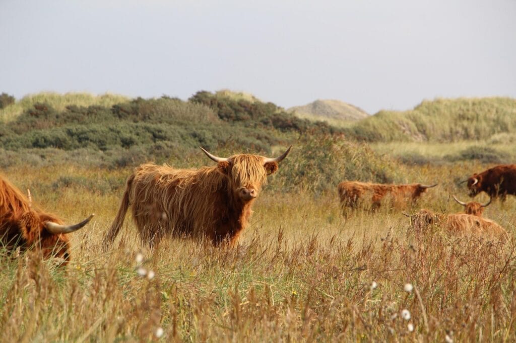 highland cow fold