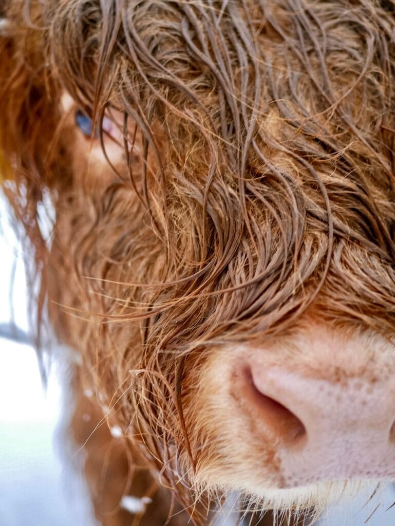 highland cow fringe