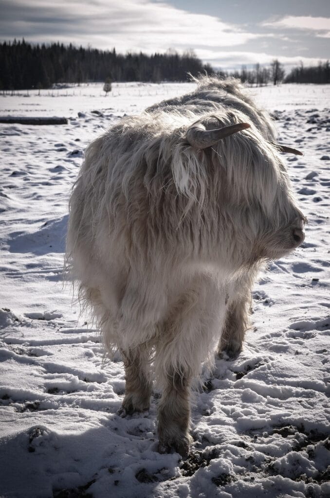 highland cow happy in snow