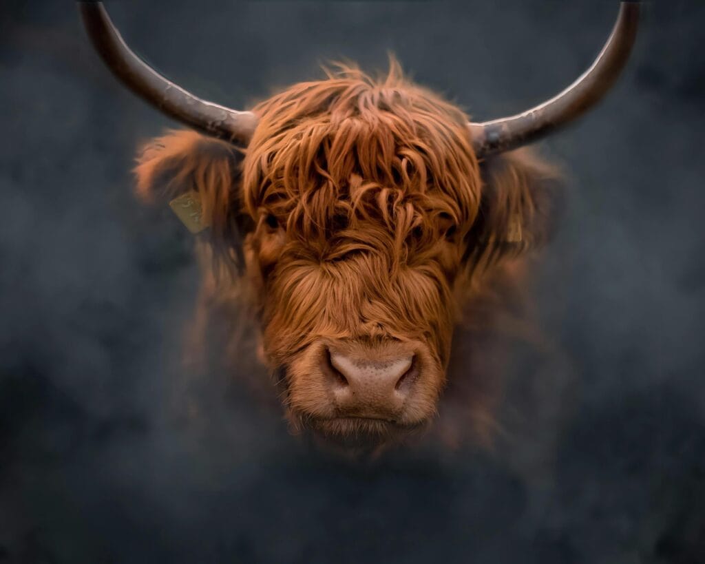 highland cow horns
