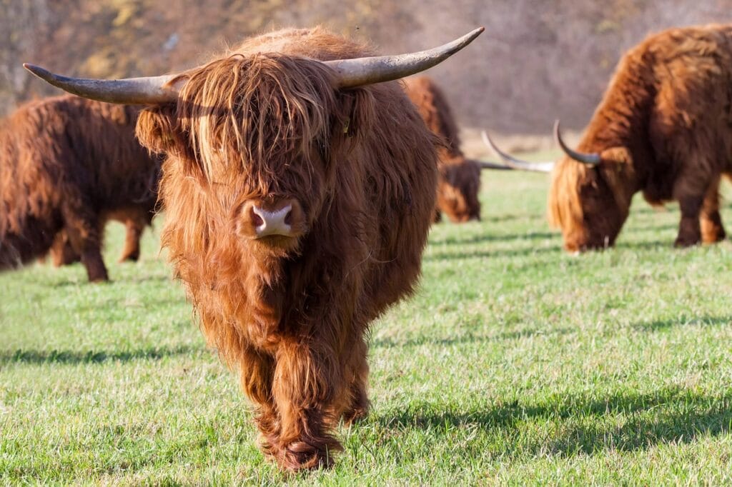 highland cow in the grass with horns