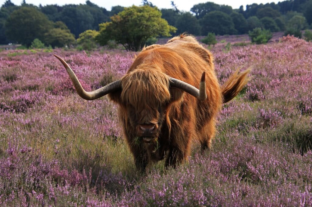 highland cow in the hills