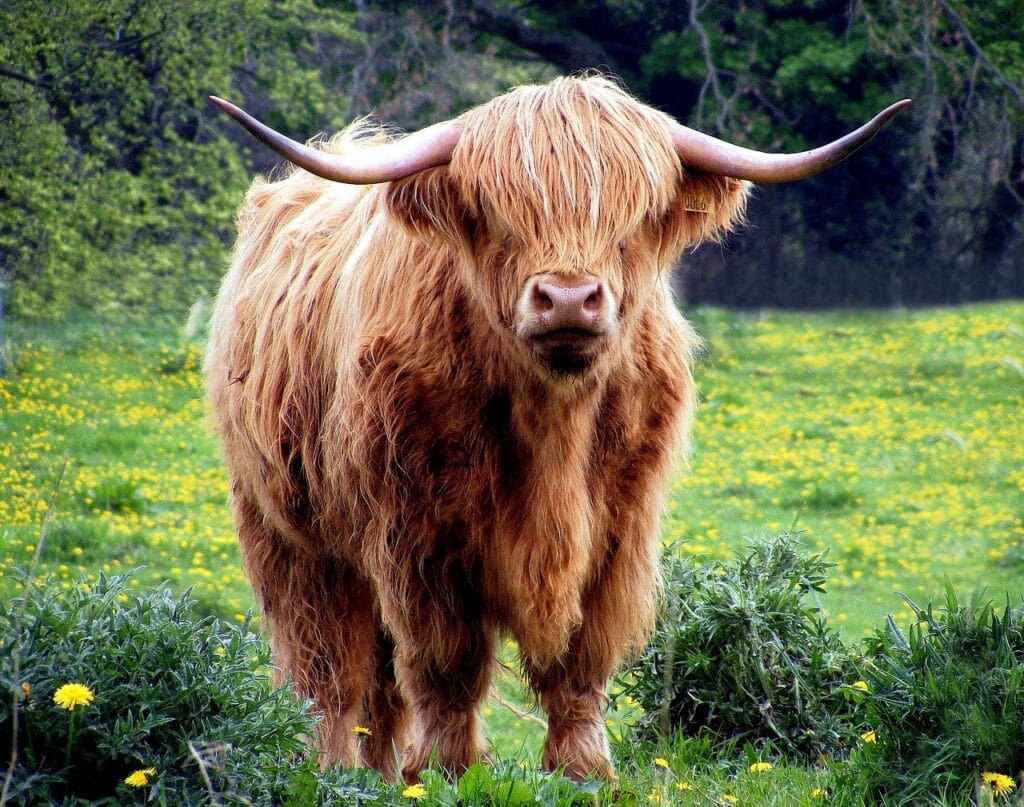 a large highland cow in the field showing their weight