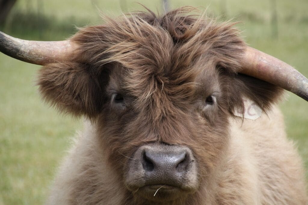 older white highland cow