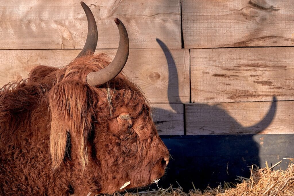 scottish highland cow next to barn