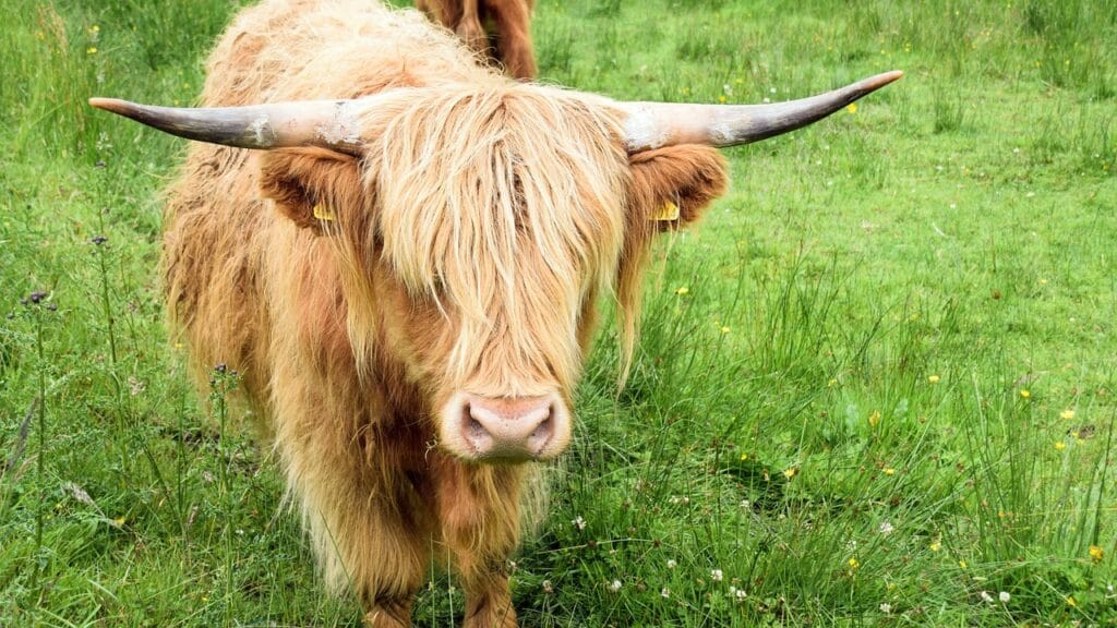 yellow highland cow