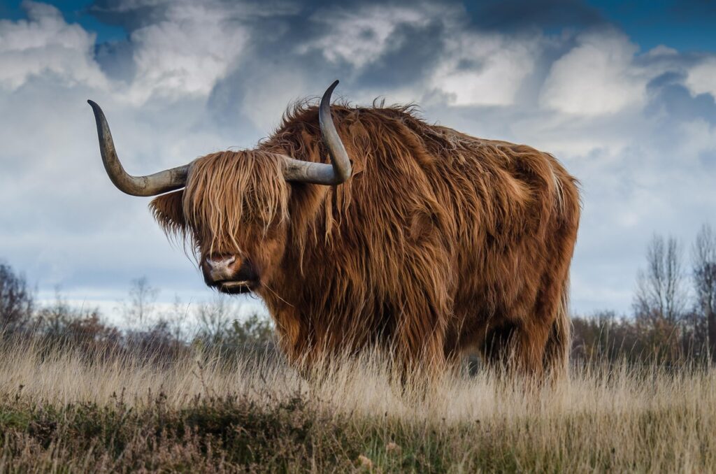 Large highland cow bull 