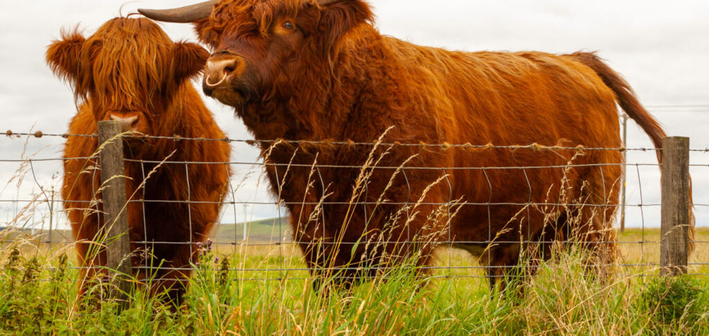 Highland cow standing in a pasture on a small farm