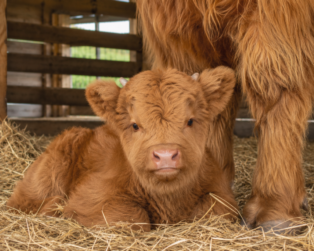 A newborn ginger Highland cow calf resting on clean straw in a paddock shelter.