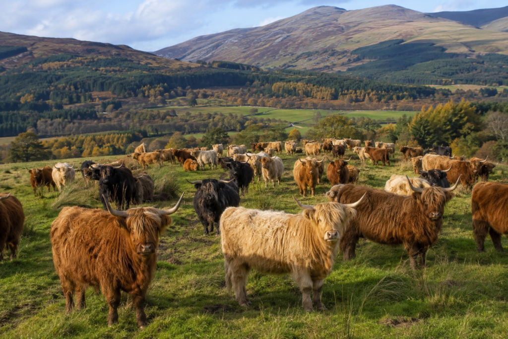 Highland cows grazing in a large herd across a Scottish landscape